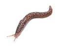 Leopard Slug Pest