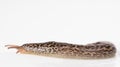 Leopard slug stretched showing foot