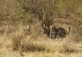 Leopard emerging out of bushes, Masai Mara