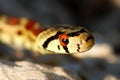 Leopard snake
