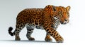 leopard sneaking on white background Royalty Free Stock Photo