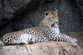 Leopard (South Africa) Royalty Free Stock Photo