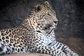 Leopard (South Africa)