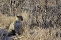 Leopard, South Africa,sitting in long grass