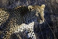 Leopard, South Africa, walking through long grass Royalty Free Stock Photo