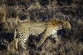 Leopard, South Africa, walking through long grass Royalty Free Stock Photo