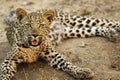 Leopard, South Africa, looking at camera, laughing, panting, comical, humour
