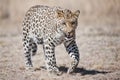 Leopard South Africa Royalty Free Stock Photo