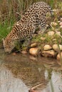 Leopard in South Africa 4