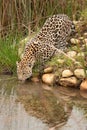 Leopard in South Africa 5