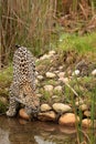 Leopard in South Africa 7