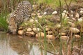 Leopard in South Africa 9