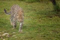 Leopard in South Africa 10