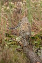 Leopard in South Africa 12