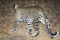 Leopard, South Africa, walking through long grass