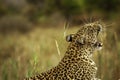 Leopard, South Africa,yawning, stretching Royalty Free Stock Photo