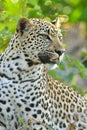 Leopard south africa Royalty Free Stock Photo