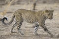 Leopard in South Luangwa national park