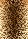 A Leopard spotted fur pattern