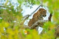 Leopard from Sri Lanka, Panthera pardus kotiya, big spotted cat lying on the tree in the nature habitat, Yala national park, Sri Royalty Free Stock Photo