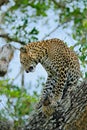 Leopard from Sri Lanka, Panthera pardus kotiya, big spotted cat lying on the tree in the nature habitat, Yala national park, Sri Royalty Free Stock Photo