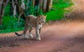 Leopard in Sri Lanka Royalty Free Stock Photo