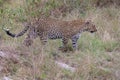 Leopard walking in the grasslands in the Masai Mara, Kenya, Africa Royalty Free Stock Photo