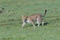 Leopard stalking in the Maasai Mara savannah Royalty Free Stock Photo