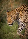 Leopard stalking prey in Kenya