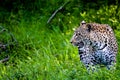 Leopard Stalking Prey in South Africa