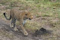 Leopard stalks and prowls in the Masai Mara of Kenya, Africa