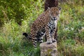 Leopard standing on a rock