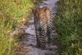 Leopard standing in the sand in the Kalahari. Royalty Free Stock Photo