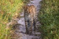 Leopard standing in the sand in the Kalahari. Royalty Free Stock Photo