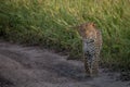 Leopard standing in the sand in the Kalahari. Royalty Free Stock Photo