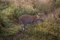 Leopard standing in the sand in the Kalahari. Royalty Free Stock Photo