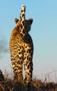 Leopard standing in savannah