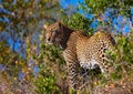 Leopard standing in savannah