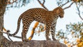 Leopard is standing on a tree
