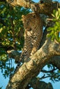 Leopard stands on diagonal branch looking out