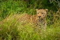 Leopard stands in long grass looking left Royalty Free Stock Photo