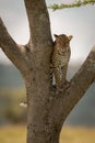 Leopard stands on tree fork watching camera Royalty Free Stock Photo