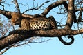 Leopard stares at potential prey Royalty Free Stock Photo