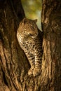 Leopard staring right from fork of tree Royalty Free Stock Photo