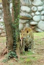 Leopard staring and tempting to eat Royalty Free Stock Photo