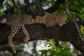 Leopard straddles branch looking down through leaves Royalty Free Stock Photo