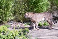 Leopard with a straight look