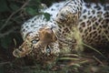 Leopard stretching on the ground