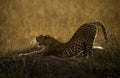 Leopard Stretching