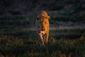 Leopard sunset, face walk. Leopard, Panthera pardus shortidgei, nature habitat, big wild cat in the nature habitat, sunny day on